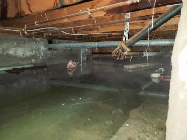 Best Professional water damage repair  in Orland Hls, IL